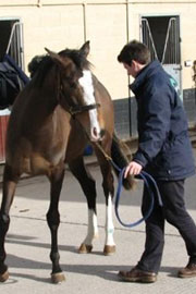 Neurological Conditions In Horses